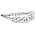 Modular Maculata (1)